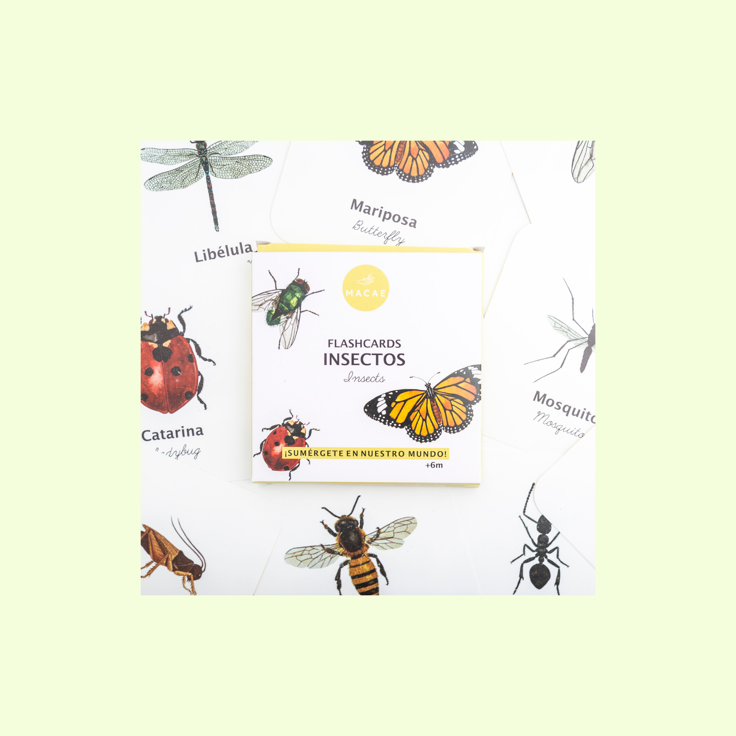 Flashcards impermeables insectos